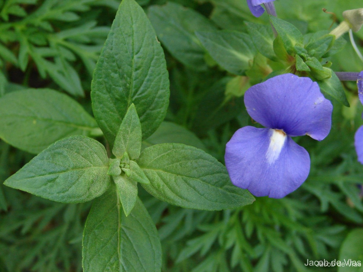 Matourea azurea (Linden) Colletta & V.C.Souza